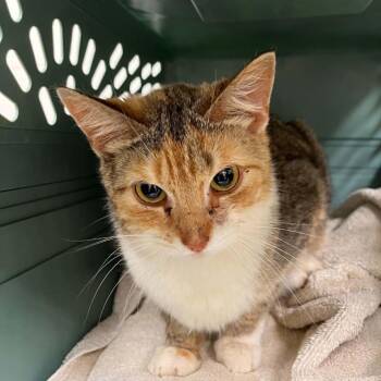 Domestic Short Hair Cats Available for Adoption in Harrisonburg, Virginia - Autumn | PetCurious