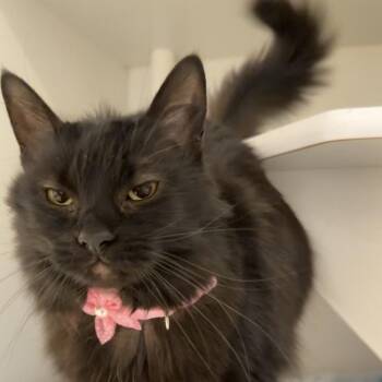 Artemis -  Domestic Long Hair Cat for Adoption in Matteson, Illinois - Artemis | PetCurious