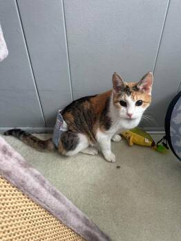 Domestic Short Hair Cats Available for Adoption in Chicago, Illinois - Missus | PetCurious