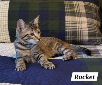 Rescue Tabby Cats for Adoption in Spring, Texas - Rocket - Kuykendahl Petsmart | PetCurious