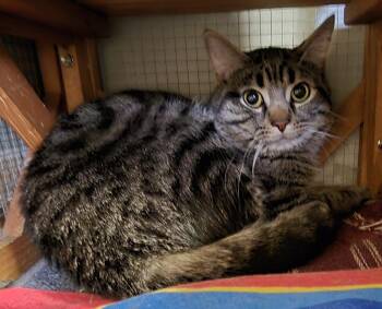 Domestic Short Hair Cats Available for Adoption - Amir | PetCurious