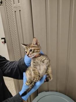 Domestic Short Hair Cats Available for Adoption in Gastonia, North Carolina - Kettle (Orange Band) | PetCurious