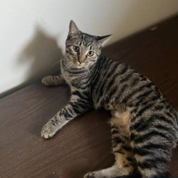 Rescue Domestic Short Hair Cats for Adoption in Warr Acres, Oklahoma - Mixie | PetCurious