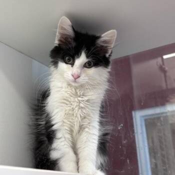 Suit -  Domestic Long Hair and Domestic Short Hair Cat for Adoption in Janesville, Wisconsin - Suit | PetCurious
