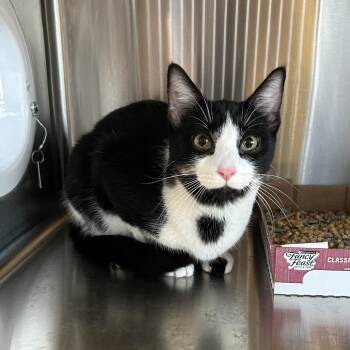 Domestic Short Hair Cats Available for Adoption in Knoxville, Tennessee - Nyx | PetCurious