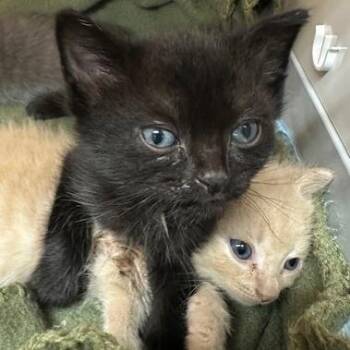 Domestic Short Hair Cats Available for Adoption in Clearwater, Florida - Anchovy | PetCurious