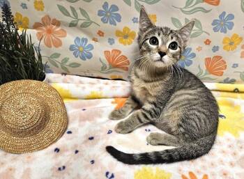 Vito -  Tabby and Domestic Short Hair Cat for Adoption in Greensboro, North Carolina - Vito | PetCurious