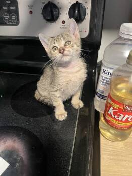 Pepsi -  Domestic Short Hair Cat for Adoption in Wilmington, North Carolina - Pepsi | PetCurious