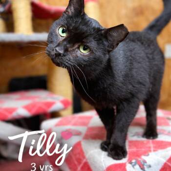 Domestic Short Hair Cats Available for Adoption in Lancaster, Ohio - Tilly | PetCurious