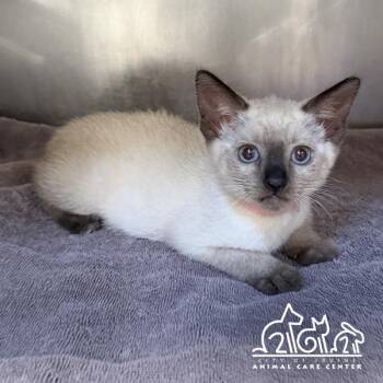 MAKENA -  Siamese Cat for Adoption in Irvine, California - MAKENA | PetCurious