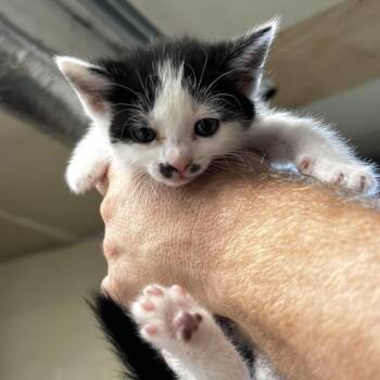 Relish -  Domestic Short Hair Cat for Adoption in Harrisville, West Virginia - Relish | PetCurious