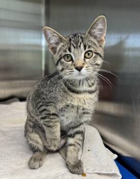 Petunia -  Domestic Short Hair Cat for Adoption in Morris, Minnesota - Petunia | PetCurious