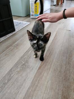Squinks -  Domestic Short Hair Cat for Adoption in Frisco, Texas - Squinks | PetCurious