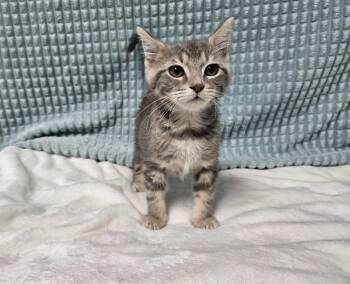 Frisky -  Domestic Short Hair Cat for Adoption in Huntington, Indiana - Frisky | PetCurious