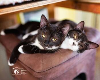 Rescue Domestic Medium Hair Cats for Adoption in Crescent City, Florida - Jazzie | PetCurious