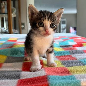 Cloves -  Domestic Short Hair Cat for Adoption in Normal, Illinois - Cloves | PetCurious