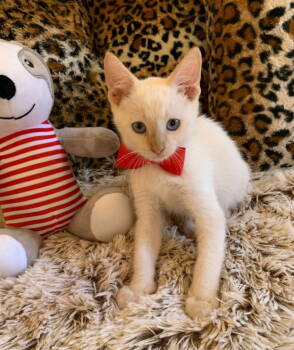 Rescue Domestic Short Hair and Siamese Cats for Adoption in San Diego, California - Morrison | PetCurious