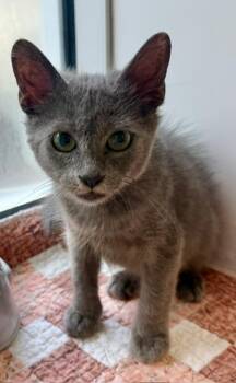 LETTIE -  Domestic Short Hair Cat for Adoption in Sarasota, Florida - LETTIE | PetCurious