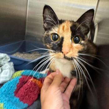Chiquita C12953 -  Domestic Short Hair Cat for Adoption - Chiquita C12953 | PetCurious