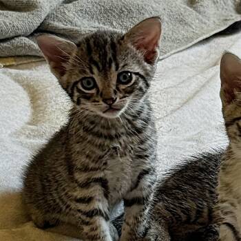 Rescue Domestic Short Hair Cats for Adoption in Calgary, Alberta - Godzilla | PetCurious