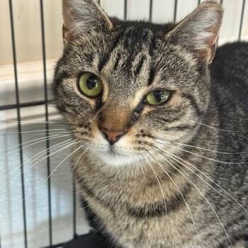Domestic Short Hair Cats Available for Adoption - Jennifer | PetCurious