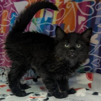 Storm -  Domestic Short Hair Cat Available for Adoption - Storm | PetCurious