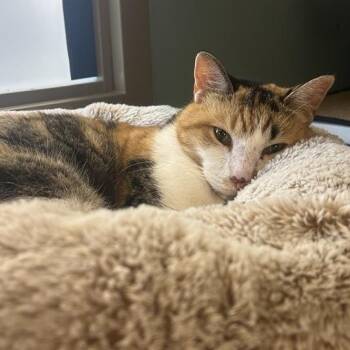 Milkweed -  Domestic Short Hair Cat for Adoption in Baltimore, Maryland - Milkweed | PetCurious