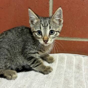 Bear -  Domestic Short Hair Cat for Adoption in Cabot, Arkansas - Bear | PetCurious