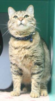 Domestic Short Hair Cats Available for Adoption - Theodore | PetCurious