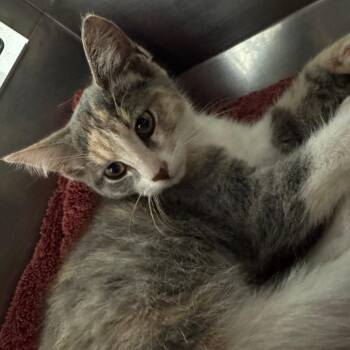 Jelly -  Domestic Short Hair Cat for Adoption in Bristol, Indiana - Jelly | PetCurious