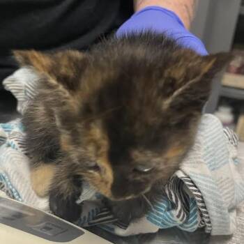 Plutonium -  Domestic Short Hair Cat for Adoption in Dearborn, Michigan - Plutonium | PetCurious