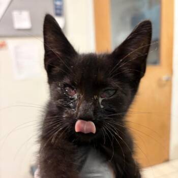 Johnny John Johnson -  Domestic Medium Hair Cat for Adoption in Charleston, West Virginia - Johnny John Johnson | PetCurious