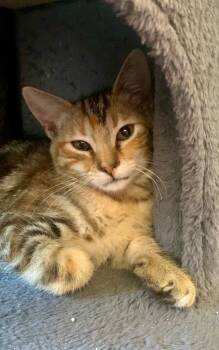 Rosalie -  Domestic Medium Hair Cat for Adoption - Rosalie | PetCurious