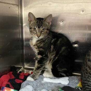 Ned -  Domestic Short Hair Cat for Adoption in Madison, Wisconsin - Ned | PetCurious