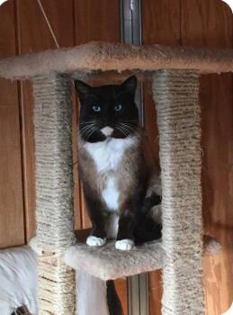 Domestic Short Hair and Siamese Cats Available for Adoption in St. George, Utah - Frankie | PetCurious