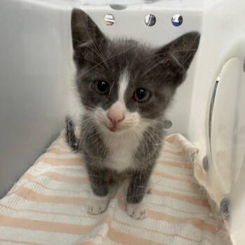 Linus 3576 -  Domestic Short Hair Cat for Adoption in Columbus, Georgia - Linus 3576 | PetCurious