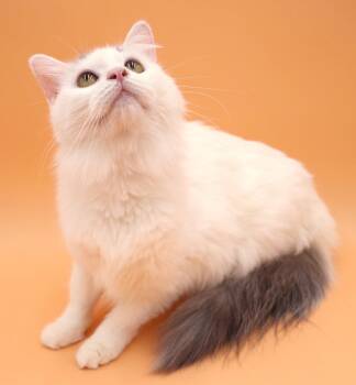 Priscilla will fill your heart with love and floofiness - OLD EN -  Ragdoll and Turkish Van Cat for Adoption in Bedford Hills, New York - Priscilla Will Fill Your Heart With Love And Floofiness - OLD EN | PetCurious