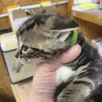 Sylvia -  Domestic Short Hair Cat for Adoption in Blairsville, Georgia - Sylvia | PetCurious