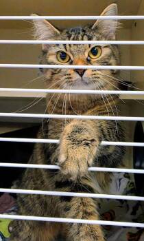 Domestic Short Hair Cats Available for Adoption in Bloomington, Indiana - Kiara | PetCurious