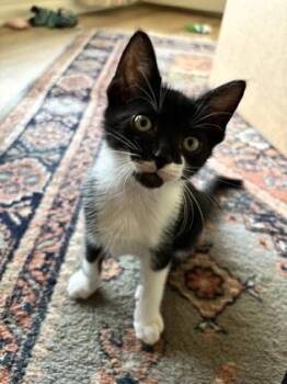 Domestic Short Hair Cats Available for Adoption in Fort Worth, Texas - Bobby | PetCurious
