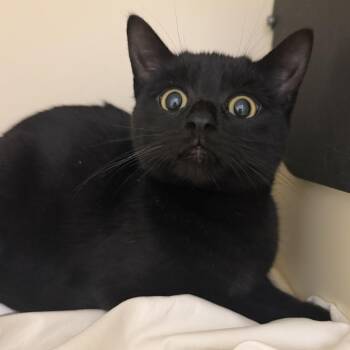 Domestic Short Hair Cats Available for Adoption in Cooperstown, New York - Gasparilla | PetCurious