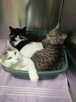 Domestic Short Hair Cats Available for Adoption in Dickson, Tennessee - Patch | PetCurious
