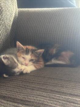 CHATTER CHAI -  Domestic Short Hair Cat for Adoption in Derwood, Maryland - CHATTER CHAI | PetCurious