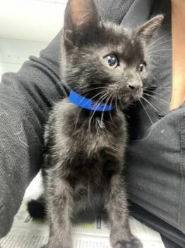 Beans -  Domestic Short Hair Cat for Adoption in Daytona Beach, Florida - Beans | PetCurious