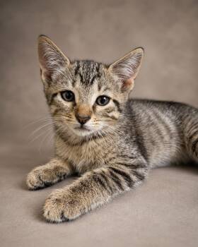 Baggie -  Tabby Cat for Adoption in Miami, Florida - Baggie | PetCurious