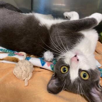 Kelp -  Domestic Short Hair Cat for Adoption in Fall River, Massachusetts - Kelp | PetCurious