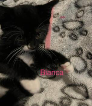 Bianca -  Domestic Short Hair Cat Available for Adoption in Virginia Beach, Virginia - Bianca | PetCurious