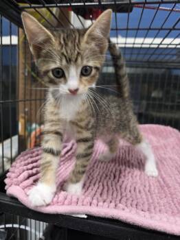 Crew Cut -  Domestic Short Hair Cat Available for Adoption in Trenton, New Jersey - Crew Cut | PetCurious
