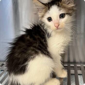 Leo -  Domestic Long Hair Cat for Adoption in Antioch, California - Leo | PetCurious