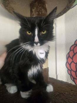 Nemo 2 -  Domestic Long Hair Cat for Adoption in Tucson, Arizona - Nemo 2 | PetCurious